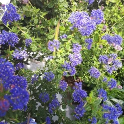 Ceanothe persistant X Julia Phelps. Le pot de 4 litres