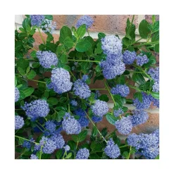 Ceanothe Skylark en pot de 3 litres