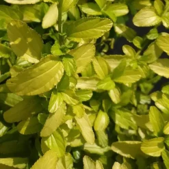 Ceanothe Thyrsiflorus African Queen. Le pot de 4 litres