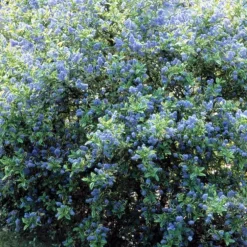 Ceanothe Thyrsiflorus El Dorado Perado. Le pot de 4 litres