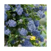 Ceanothe Thyrsiflorus Repens. Le pot de 5 litres