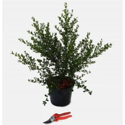 Ceanothe Thyrsiflorus Skylark – Pot de 5L