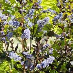 Ceanothe Thyrsiflorus Tuxedo. Le pot de 4 litres