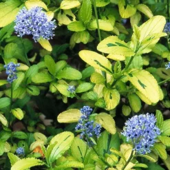 Ceanothe Thyrsiflorus Zanzibar. Le pot de 4 litres