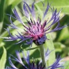 Centaurée vivace - Le pot de 9 x 9 cm