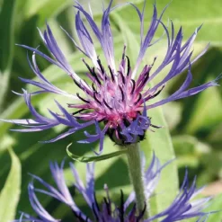 Centaurée vivace - Le pot de 9 x 9 cm