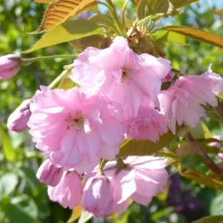 Cerisier du Japon Accolade (Prunus). Le pot de 5 litres