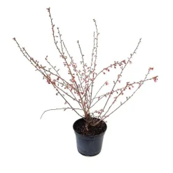 Cerisier du Japon (Prunus) Okame. Le pot de 5 litres
