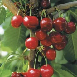 Cerisier St Antoine® Poisdel. En racine nue, forme gobelet