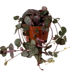 Ceropegia – Ø6 cm