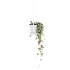Ceropegia Woodii suspension Ø11xH20 cm