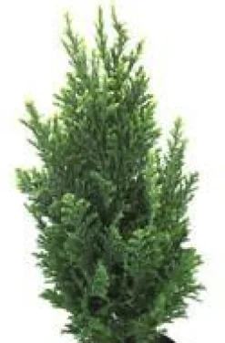 Chamaecyparis Law Elwoodii - Le pot de 10,5 cm