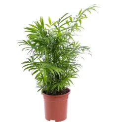 Chamaedorea ou Palmier nain pot Ø17 cm/ H60 cm