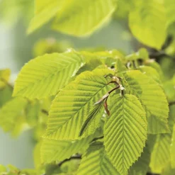 Charme commun (Charmille) vert. Le pot de 7 litres