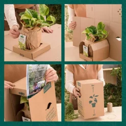 Charme commun (Charmille) vert. Le pot de 7 litres