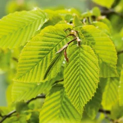 Charme commun (Charmille) vert. Le pot de 3 litres