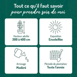 Chevrefeuille JAP. HALLIANA. Le pot de 1,3 litres