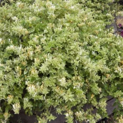 Chevrefeuille JAPONICA MINT CRISP®. Le pot de 4 litres