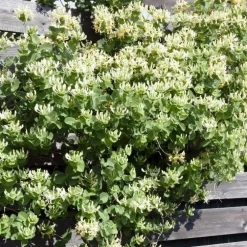 Chevrefeuille SCENTSATION®. Le pot de 4 litres