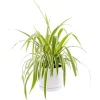 Chlorophytum 'Ocean' vert en pot blanc émaillé botanic®. Le pot Ø 15 cm