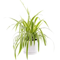 Chlorophytum 'Ocean' vert en pot blanc émaillé botanic®. Le pot Ø 15 cm