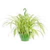 Chlorophytum suspension Ø18xH35/40 cm