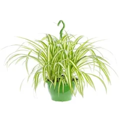 Chlorophytum suspension Ø18xH35/40 cm