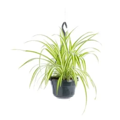 Chlorophytum suspension Ø12/14xH30 cm