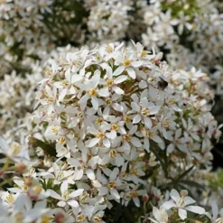 Choisya Ternata White Dazzler. Le pot de 5 litres