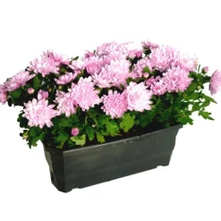 Chrysantheme Multifleurs Fricky - La jardinière de 30 cm
