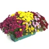 Chrysanthème arlequin multicolore. La jardinière de 40 cm