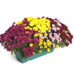 Chrysanthème arlequin multicolore. La jardinière de 40 cm
