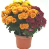 Chrysanthème multifleurs coloris variés. Le pot de 3 litres
