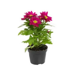 Chrysanthème plante baby Ø 5,5/6 cm