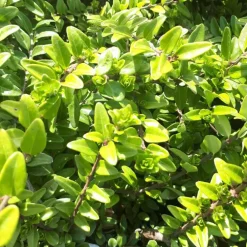 Chèvrefeuille à feuille de buis Maigrun vert. Le pot de 1 litre
