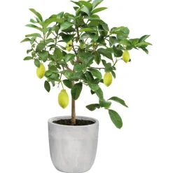 Citronnier Caviar. Le pot de 5 litres