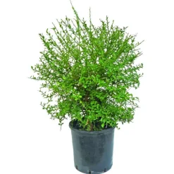 Citronnier Caviar. Le pot de 15 litres