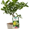 Citronnier De Padou Bio. Le pot de 3 litres