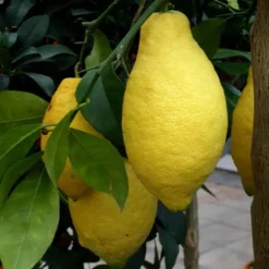 Citronnier. Le pot de 18 litres