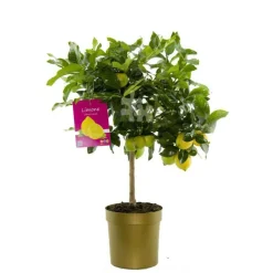 Citronnier. Le pot de 5 litres