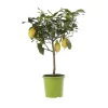 Citronnier. Le pot de 5 litres
