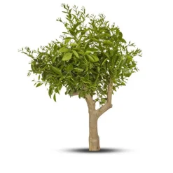 Citronnier. Le pot de 65 litres