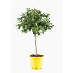 Citronnier. Le pot de 15 litres