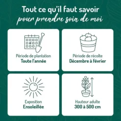 Citronnier Meyer Bio. Le pot de 3 litres