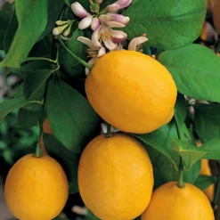 Citronnier Meyer. Le pot de 5 litres