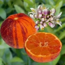 Citronnier Orangine® Bio. Le pot de 3 litres