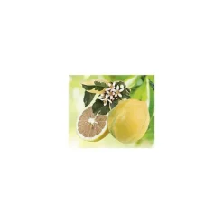 Citronnier Rose Bio. Le pot de 3 litres