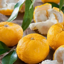 Citronnier Yuzu Bio. Le pot de 3 litres