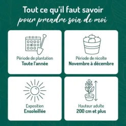 Citronnier Yuzu Bio. Le pot de 3 litres