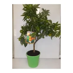 Clementinier. Le pot de 5 litres